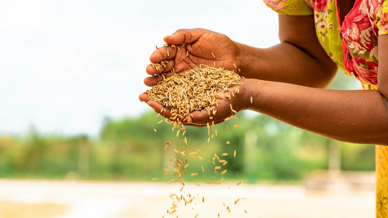 grain
