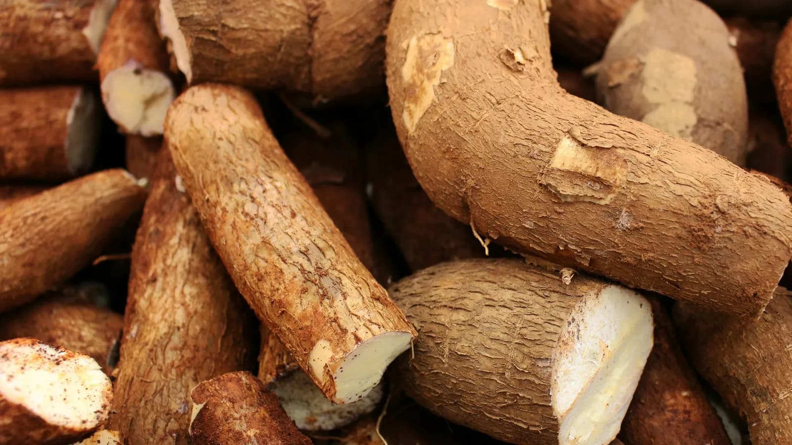 cassava